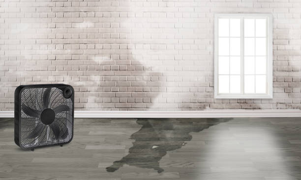 Best Water damage contractors near me  in Harrison, MI